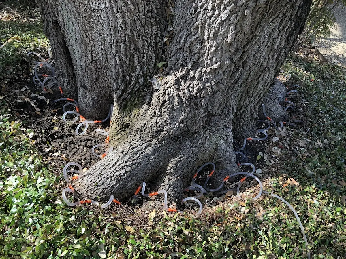 Detailed Tree Cabling and Bracing job site in Stotts City
