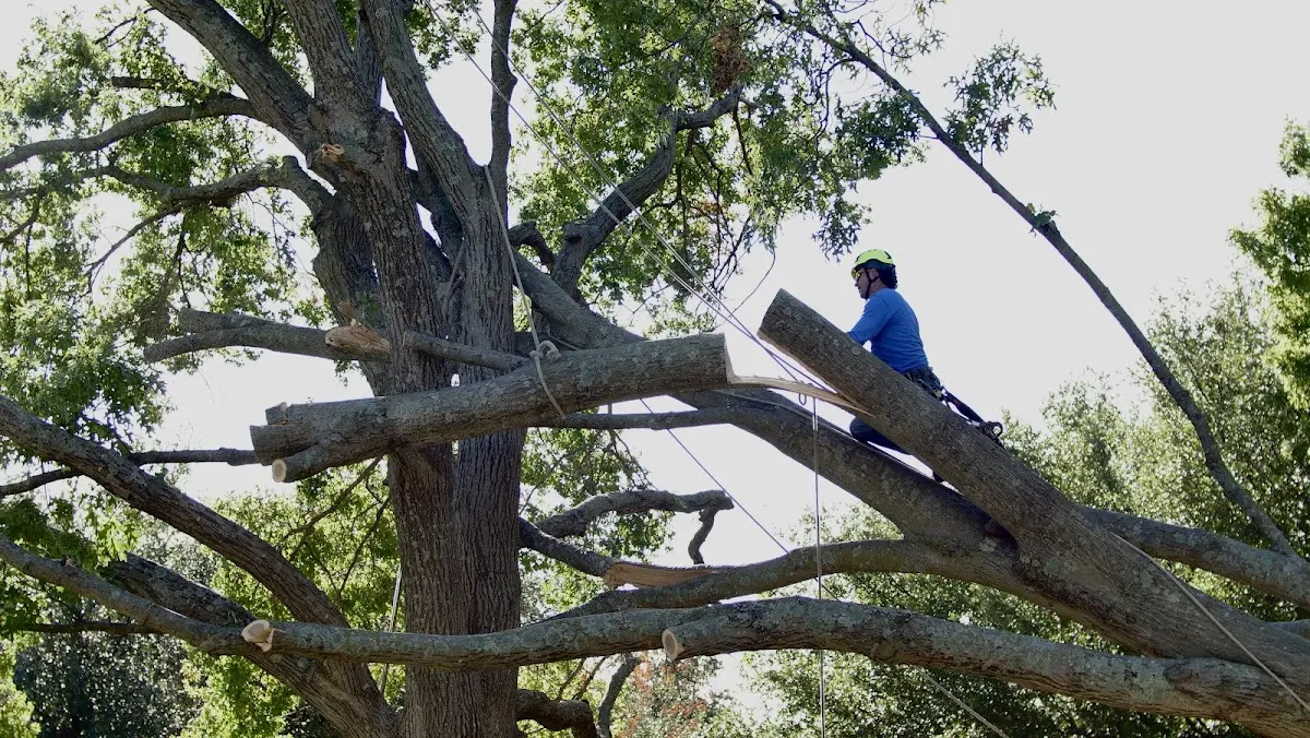 Professional Crown Thinning performed by certified arborists in Stotts City