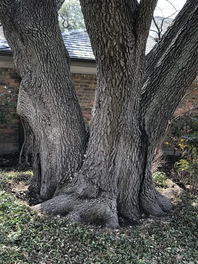Mature heritage tree close to a Stotts City property cared for by certified arborists